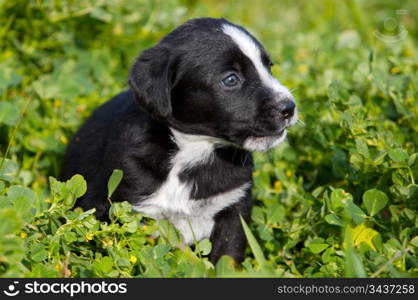 adorable small dog on the green grass