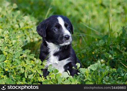 adorable small dog on the green grass