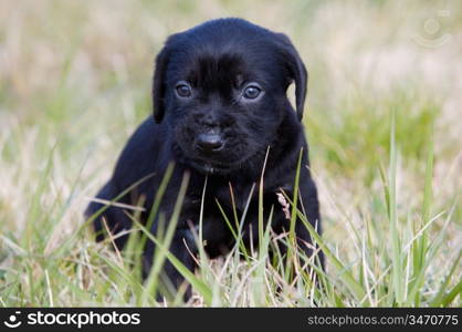 adorable small dog on the green grass