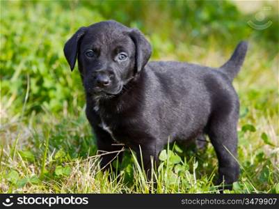adorable small dog on the green grass