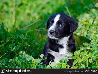 Adorable small dog on the green grass