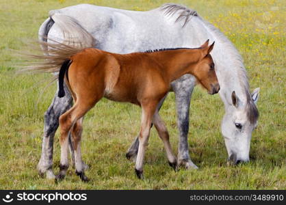 adorable small horse with his mother eating green grass