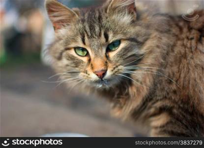 Adorable stray cat with milk on its chin looking at camera