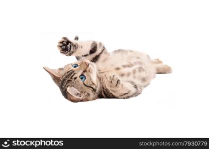 Adorable tabby kitten with blue eyes laying on its back on a white background