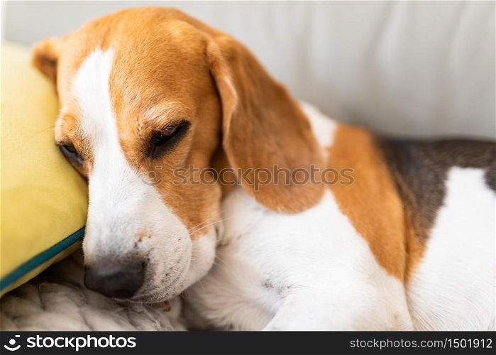 Adorable Tricolor Beagle dog tired sleeps on a couch in funny position. Beagle dog tired sleeps on a couch in funny position