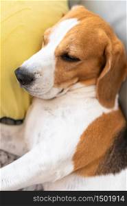 Adorable Tricolor Beagle dog tired sleeps on a couch in funny position. Beagle dog tired sleeps on a couch in funny position