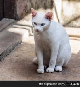 Adorable white cat sitting on cement floor