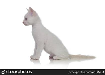 Adorable white kitten looking at side isolated on a white background