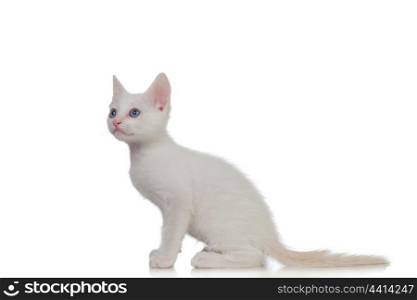 Adorable white kitten with blue eyes isolated on a white background