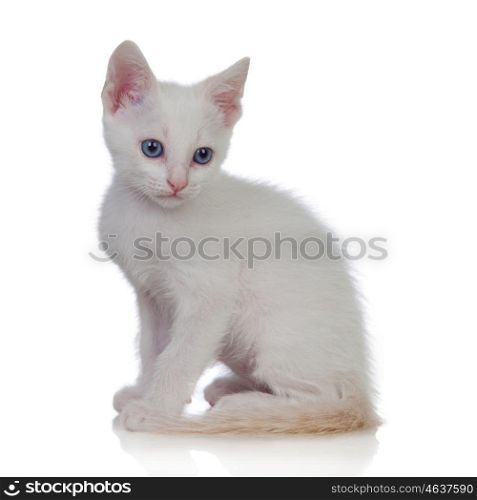 Adorable white kitten with blue eyes isolated on a white background
