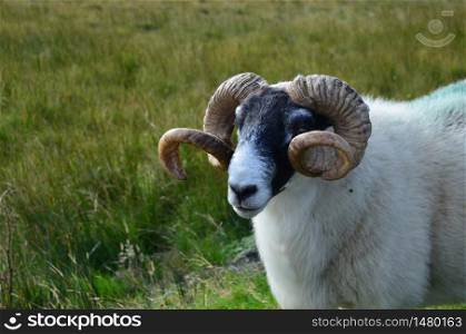 Adorable white sheep with large brown horns in Scotland