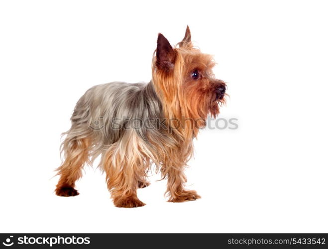 Adorable Yorkshire isolated on a white background