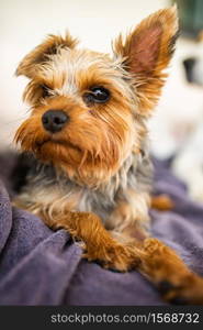 Adorable yorkshire terrier lying on the garden sofa portrait. Small dog portrait.. Adorable yorkshire terrier on the garden sofa portrait