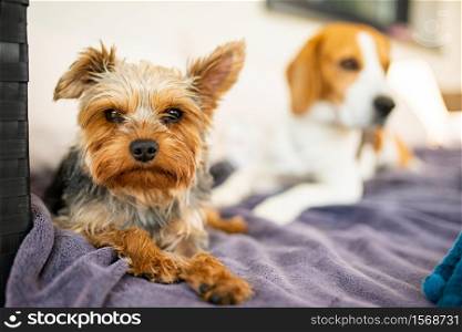 Adorable yorkshire terrier on the garden sofa with beagle dog in background. Small dog portrait.. Adorable yorkshire terrier on the garden sofa with beagle dog in background.