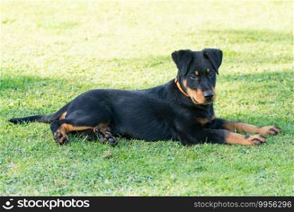 adorable young Beauce shepherd dog attentive and lying in the green grass