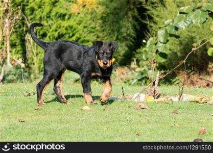 adorable young Beauce shepherd dog walking in green grass