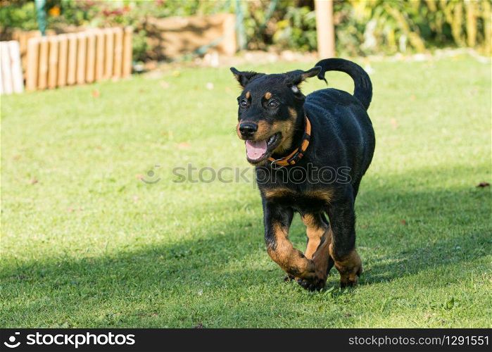 adorable young Beauce shepherd dog walking in green grass