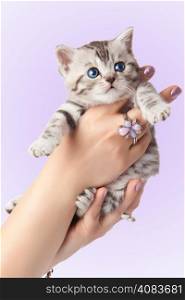 Adorable young cat in woman hands.