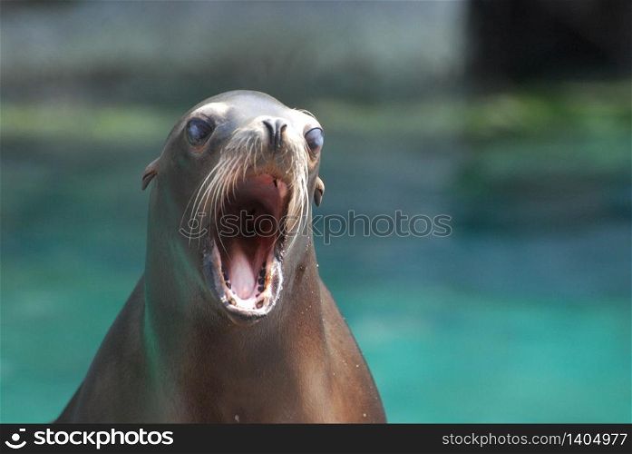 Adorable young sea lion with his mouth wide open.