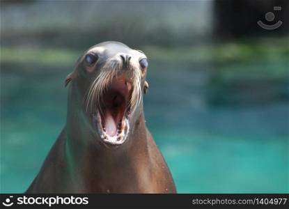 Adorable young sea lion with his mouth wide open.