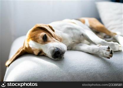 Adoult Male hound Beagle dog sleeping at home on the sofa. Cute dog portrait, sellective focus, blurred background. Adoult Male hound Beagle dog sleeping at home on the sofa.