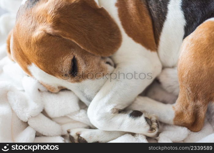 Adoult Male hound Beagle dog sleeping at home on the sofa. Cute dog portrait, sellective focus, blurred background. Adoult Male hound Beagle dog sleeping at home on the sofa.