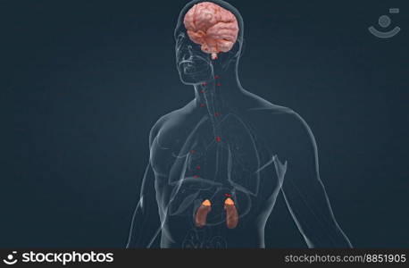 Adrenal glands produce hormones in response to signals from the pituitary gland in the brain, which reacts to signaling from the hypothalamus, also located in the brain. This is referred to as the hypothalamic pituitary adrenal axis. 3D illustration. Adrenal glands produce hormones in response to signals from the pituitary gland in the brain