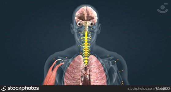 Adrenaline alarm reaction At this stage, your body sends a distress signal to your brain. 3d illustration. Adrenaline alarm reaction At this stage, your body sends a distress signal to your brain.