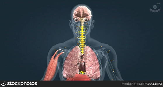 Adrenaline alarm reaction At this stage, your body sends a distress signal to your brain. 3d illustration. Adrenaline alarm reaction At this stage, your body sends a distress signal to your brain.