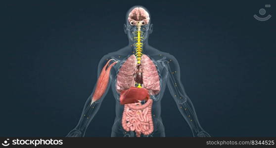 Adrenaline alarm reaction At this stage, your body sends a distress signal to your brain. 3d illustration. Adrenaline alarm reaction At this stage, your body sends a distress signal to your brain.