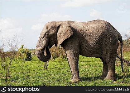 Adult African elephant side view