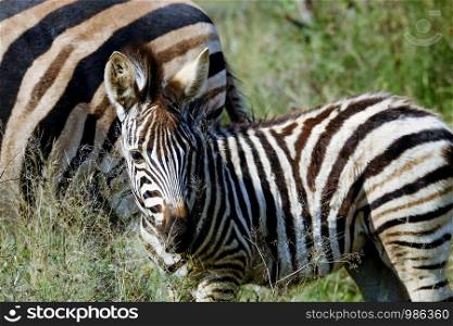 Adult african Zebra grazing in the wild