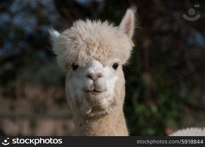 Adult alpaca portrait