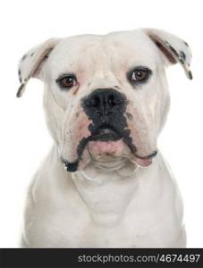 adult american bulldog in front of white background