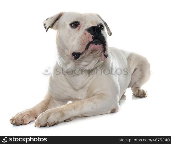 adult american bulldog in front of white background