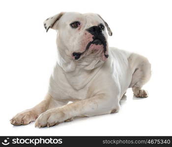 adult american bulldog in front of white background