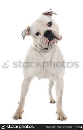 adult american bulldog in front of white background