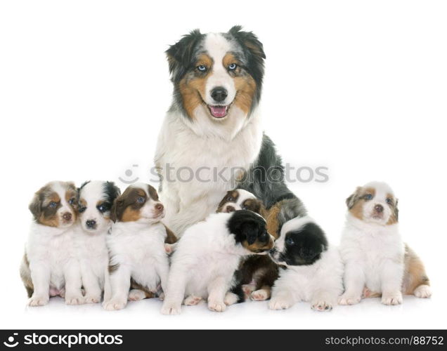 adult and puppies australian shepherd in front of white background