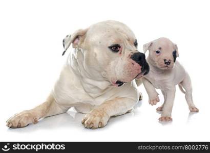 adult and puppy american bulldog in front of white background