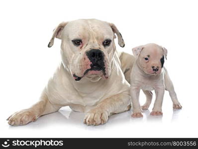 adult and puppy american bulldog in front of white background
