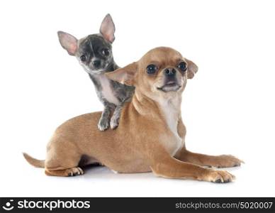 adult and puppy chihuahua in front of white background