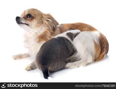 adult and puppy chihuahua in front of white background