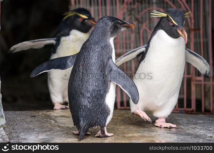 Adult and Young Southern Rockhopper Penguin (Eudyptes chrysocome) walking on the rock.