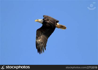 Adult Bald Eagle (haliaeetus leucocephalus)