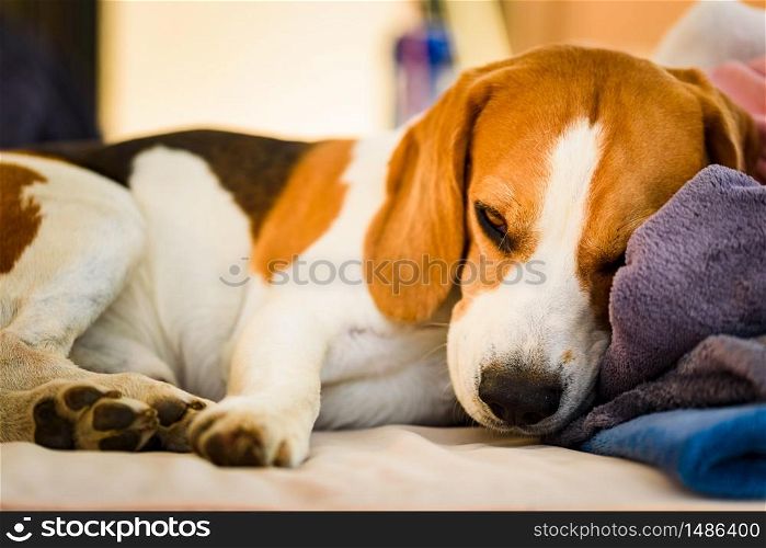 Adult beagle dog sleeping on garden couch outdoors. Dog background. Adult beagle dog sleeping on garden couch outdoors.