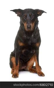 adult beauceron in front of white background