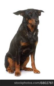 adult beauceron in front of white background