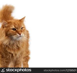 adult big fluffy red ginger domestic cat stands isolated on a white background, animal looks away, empty place for inscription