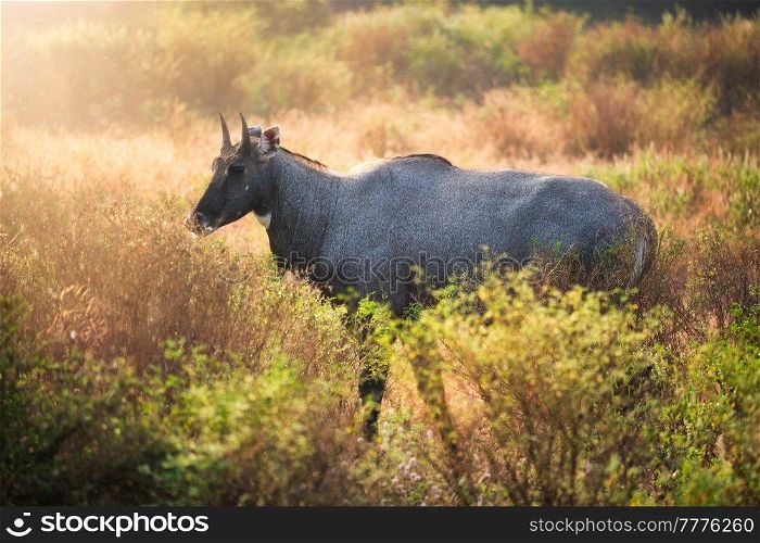 Adult blue bull or nilgai is an asian antelope walking in the forest. Nilgai is endemic to Indian subcontinent. Ranthambore National park, Rajasthan, India. Adult blue bull or nilgai walking in the forest. Ranthambore National park, Rajasthan, India