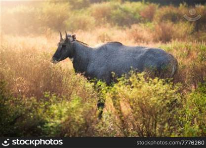 Adult blue bull or nilgai is an asian antelope walking in the forest. Nilgai is endemic to Indian subcontinent. Ranthambore National park, Rajasthan, India. Adult blue bull or nilgai walking in the forest. Ranthambore National park, Rajasthan, India
